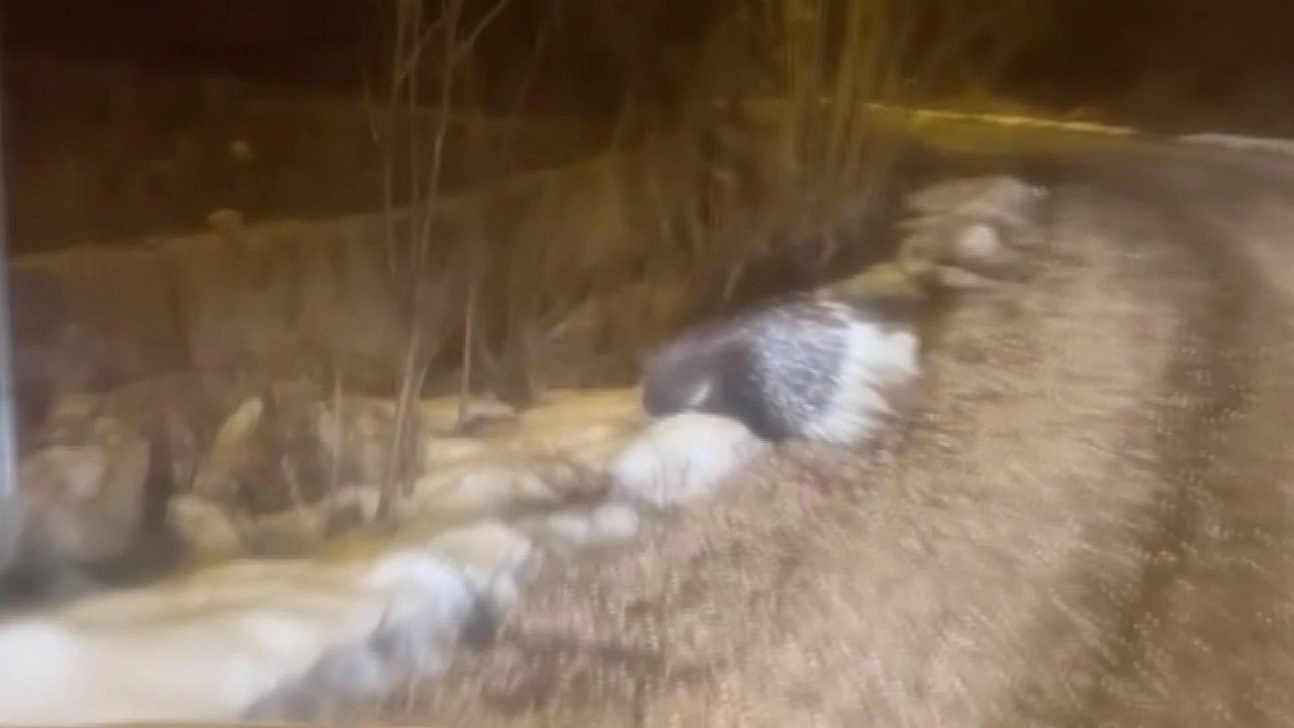 Afrika'nın tehlikeli kirpisi görüntülendi