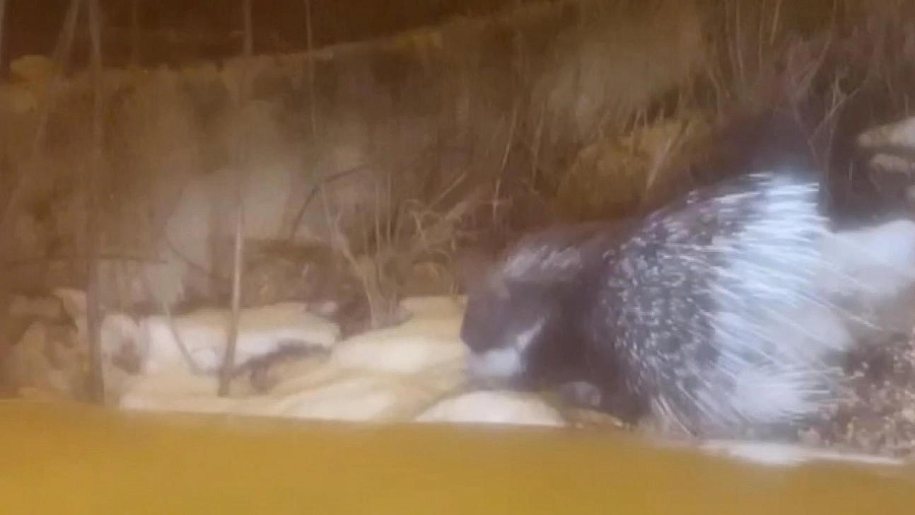 Afrika'nın tehlikeli kirpisi Türkiye'de! Bakın hangi ilde göründü!