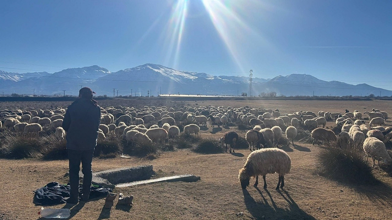 Aralık ayında bahar havası! Sürüler yeniden meraya çıkarıldı