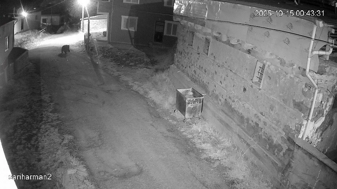 Ayıların uykusu kaçtı: Yerleşim yerlerine dadandı