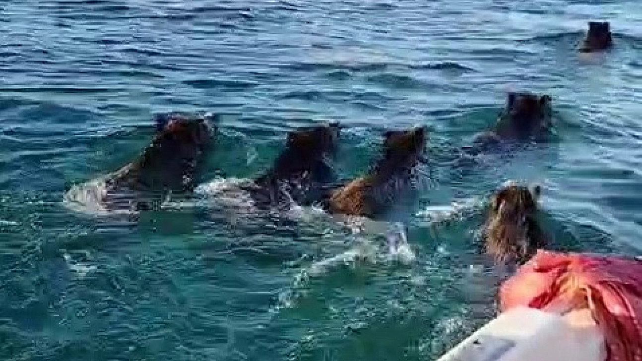 Balık tutmaya gitti, barajda domuz sürüsüyle karşılaştı