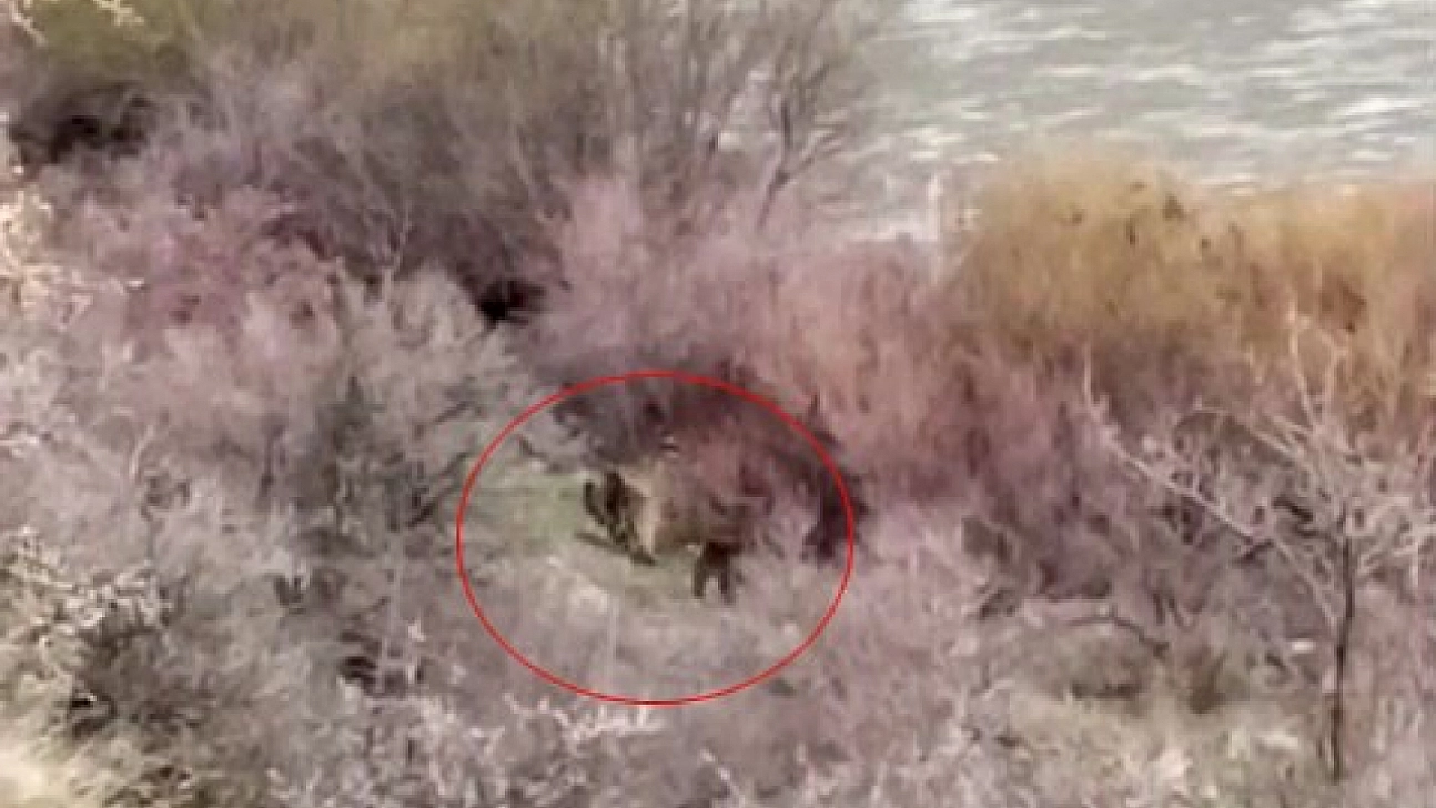 Balıkçının karşısına ayı çıktı