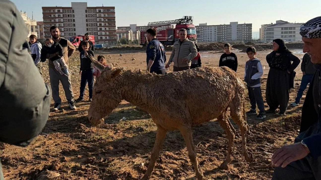 Bataklığa saplanan eşekler kurtarıldı