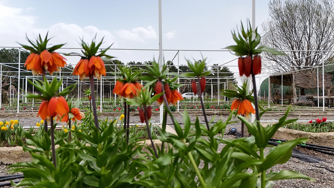 Bilim insanlarından ters laleye ilgi