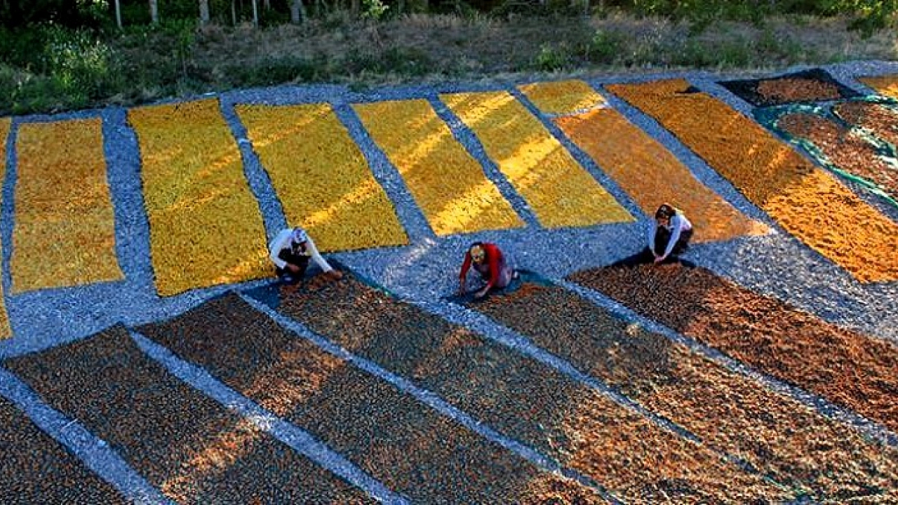 Çiftçiye Büyük Sigorta Desteği! Don Teminatı yüzde 70'e Çıktı, Kayısı Üreticisine Güvence