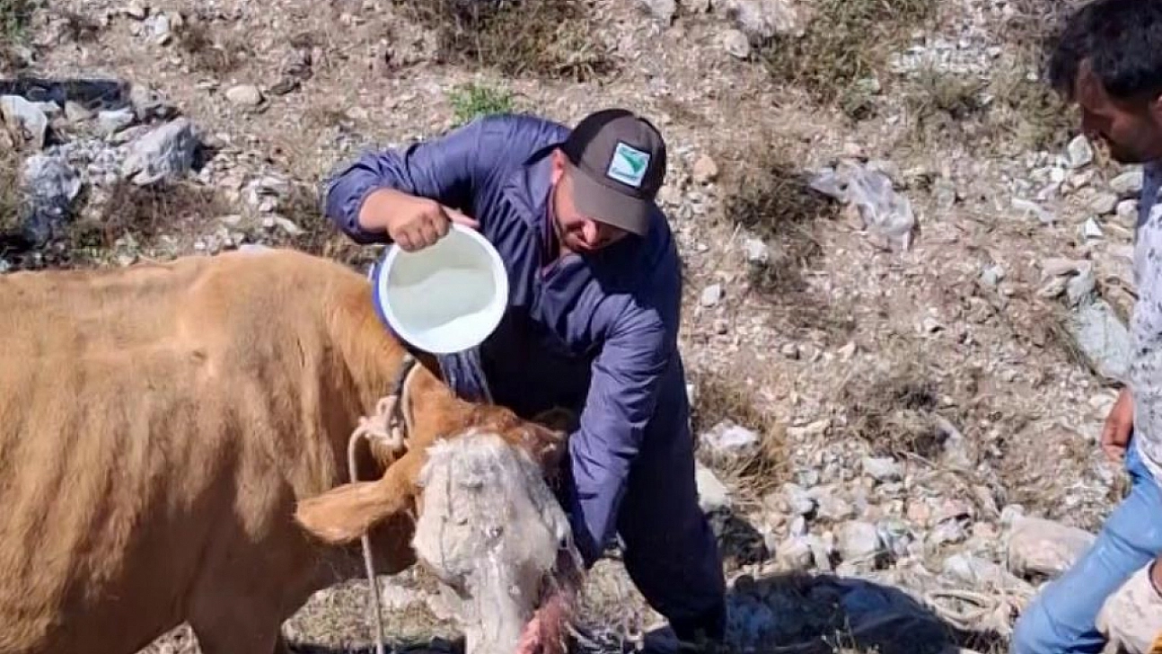 Çukura düşen gebe inek vinçle kurtarıldı