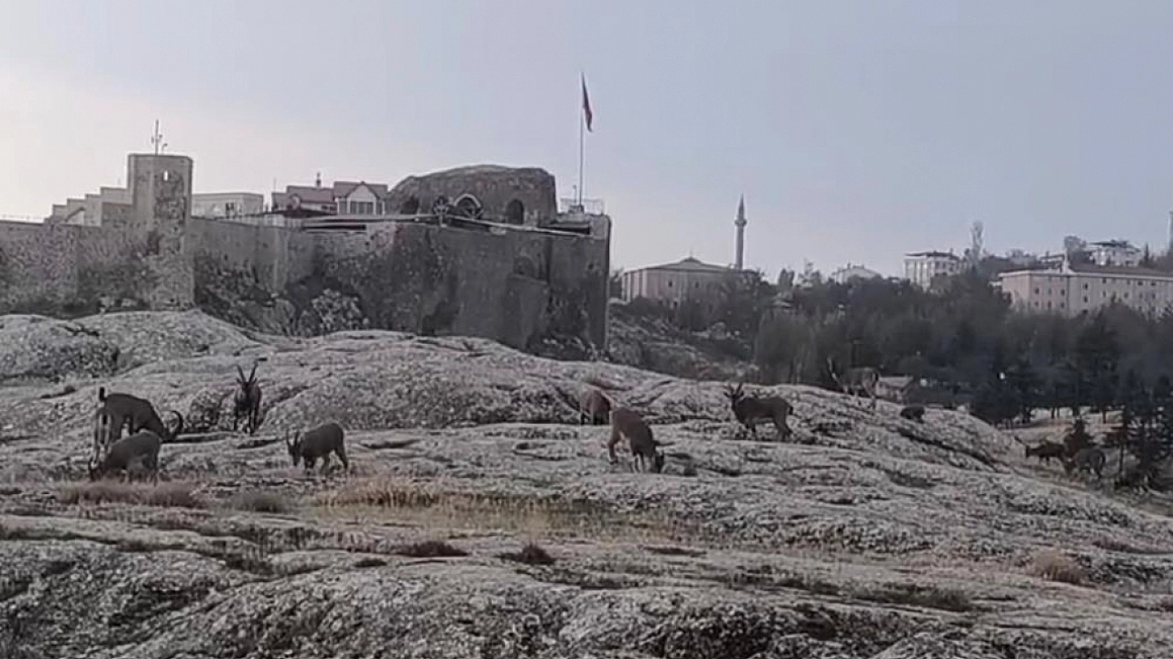 Dağ keçileri sürü halinde ortaya çıktı