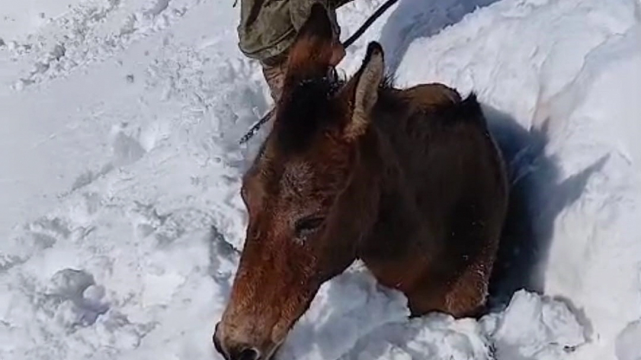 Dağda karda mahsur kalan katırlar kurtarıldı