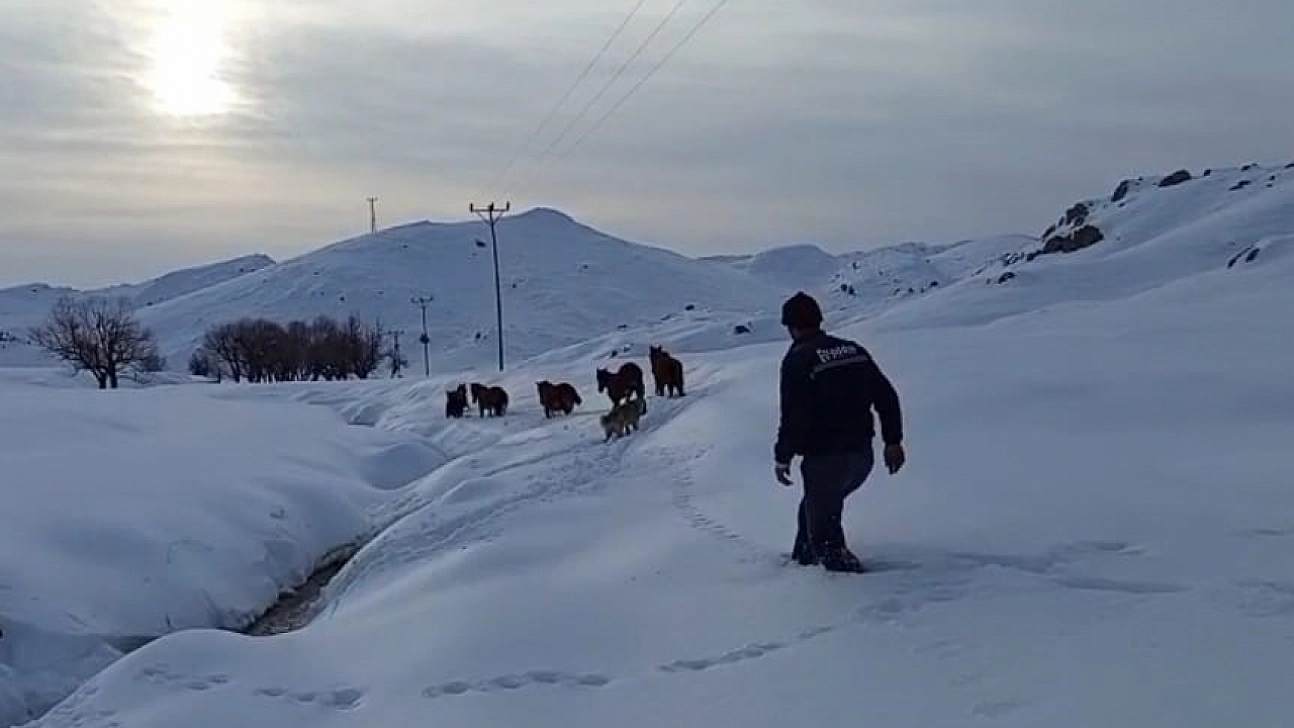 Dağda mahsur kalan 6 katır kurtarıldı