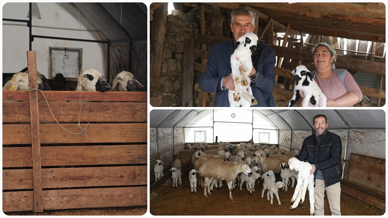 Depremde ağılları zarar gören besicilere çadır ve hayvan desteği