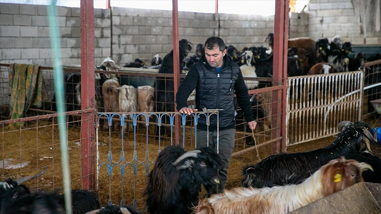 Depremde hayvanlarını kaybetmişti: Yeniden sürü oluşturdu