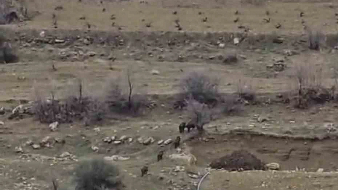 Domuz sürüsü yerleşim yerine indi