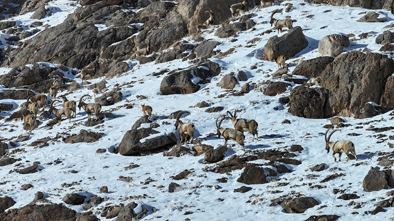 Doğaya 1 ton yem bırakıldı