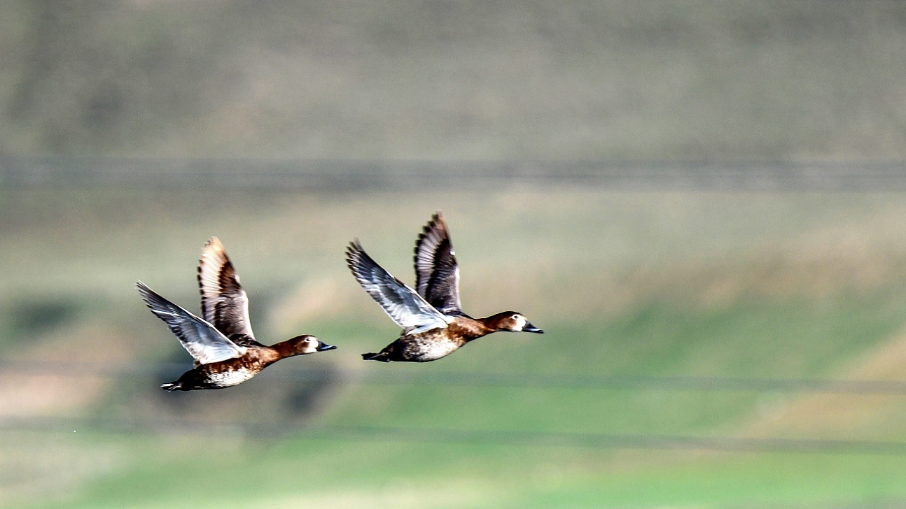 Ekşisu Sazlığı yüzlerce kuşa yuva oldu
