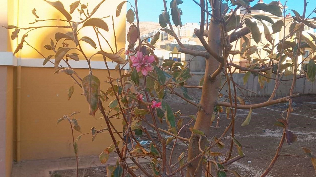 Geçen yıl kuruyan ağaçlar kasım ayında çiçek açtı