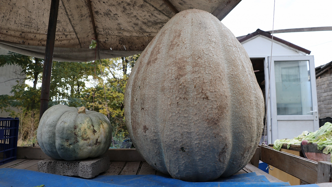 Görenler şaşırdı! Ata tohumundan yetişti, 51 kilograma ulaştı