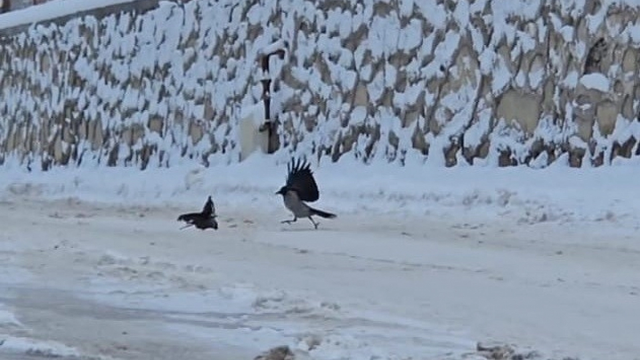 İlçe beyaza büründü, aç kalan kargalar sokaklara indi