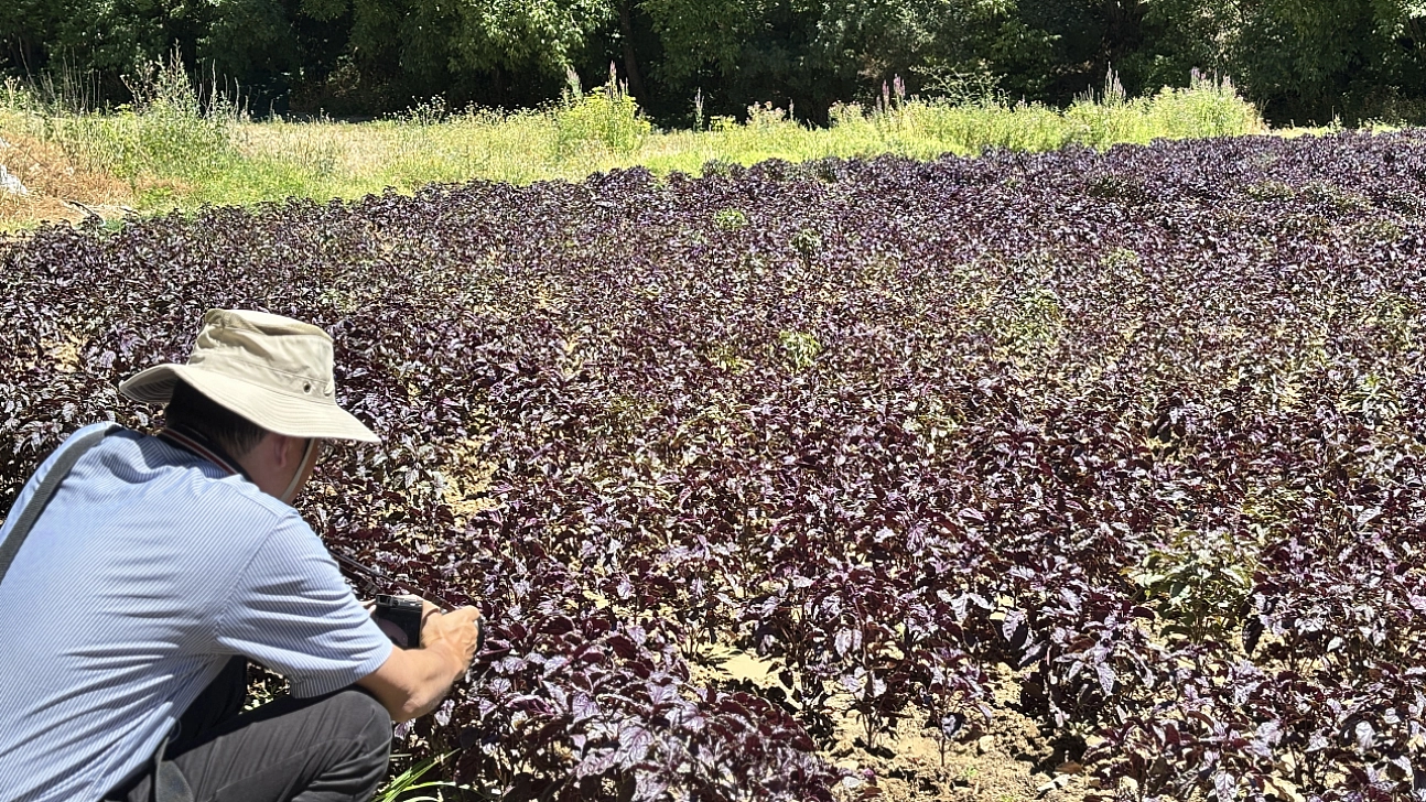 Japonların gözü Arapgir'in mor reyhanında! Adım adım tüm süreci incelediler
