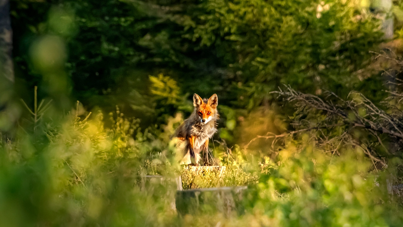 Kar yağışı ölümle burun buruna getirdi: Malatya'da yaban hayvanları için çağrı!