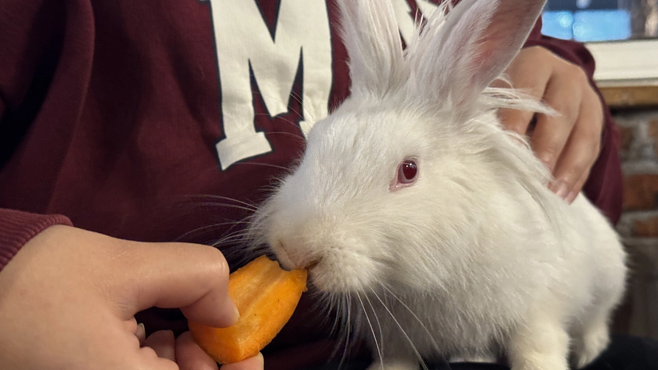 Kedinin ağzından kurtarılan tavşan kafenin maskotu oldu