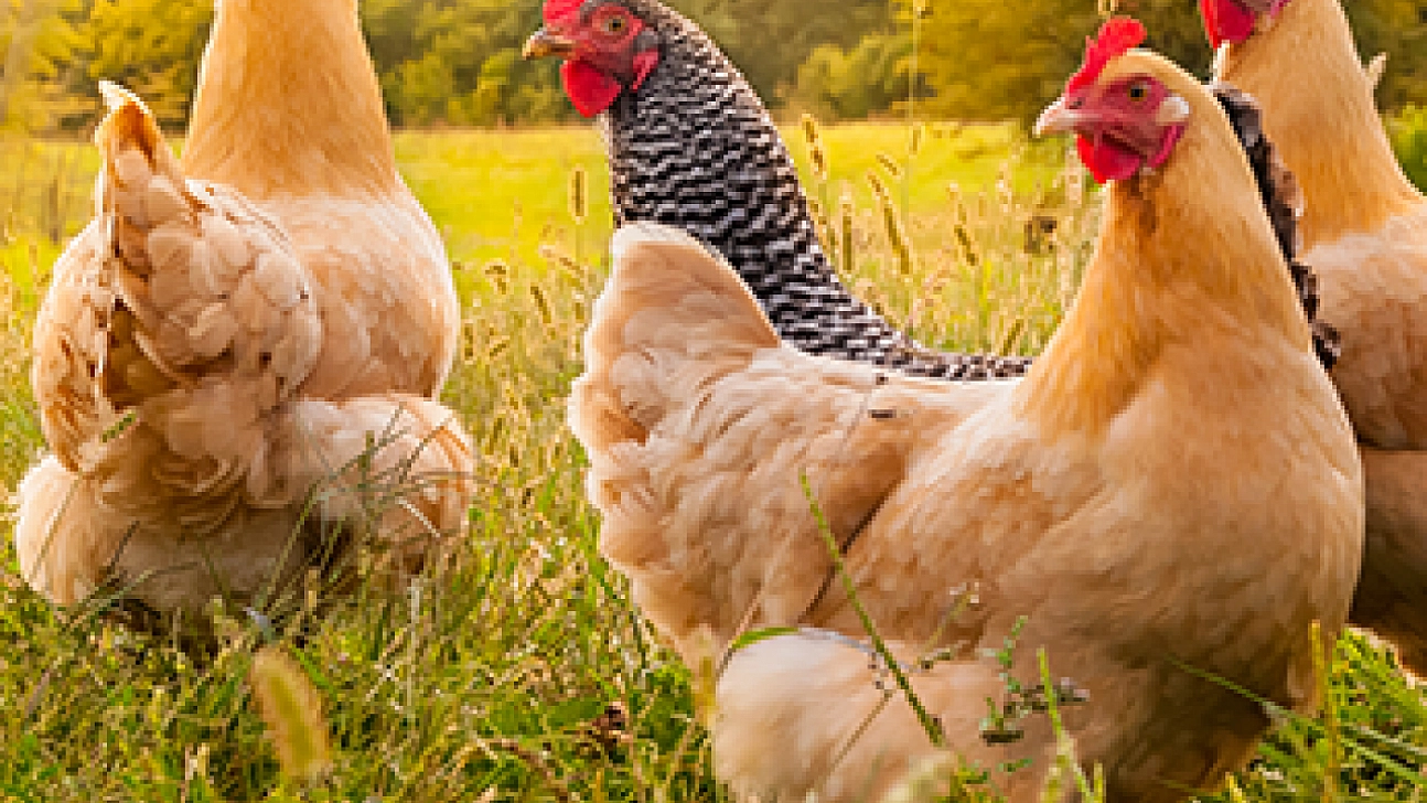 Kırmızı et alamayan vatandaş beyaz ete yöneldi: Üretim yüzde 6,9 arttı