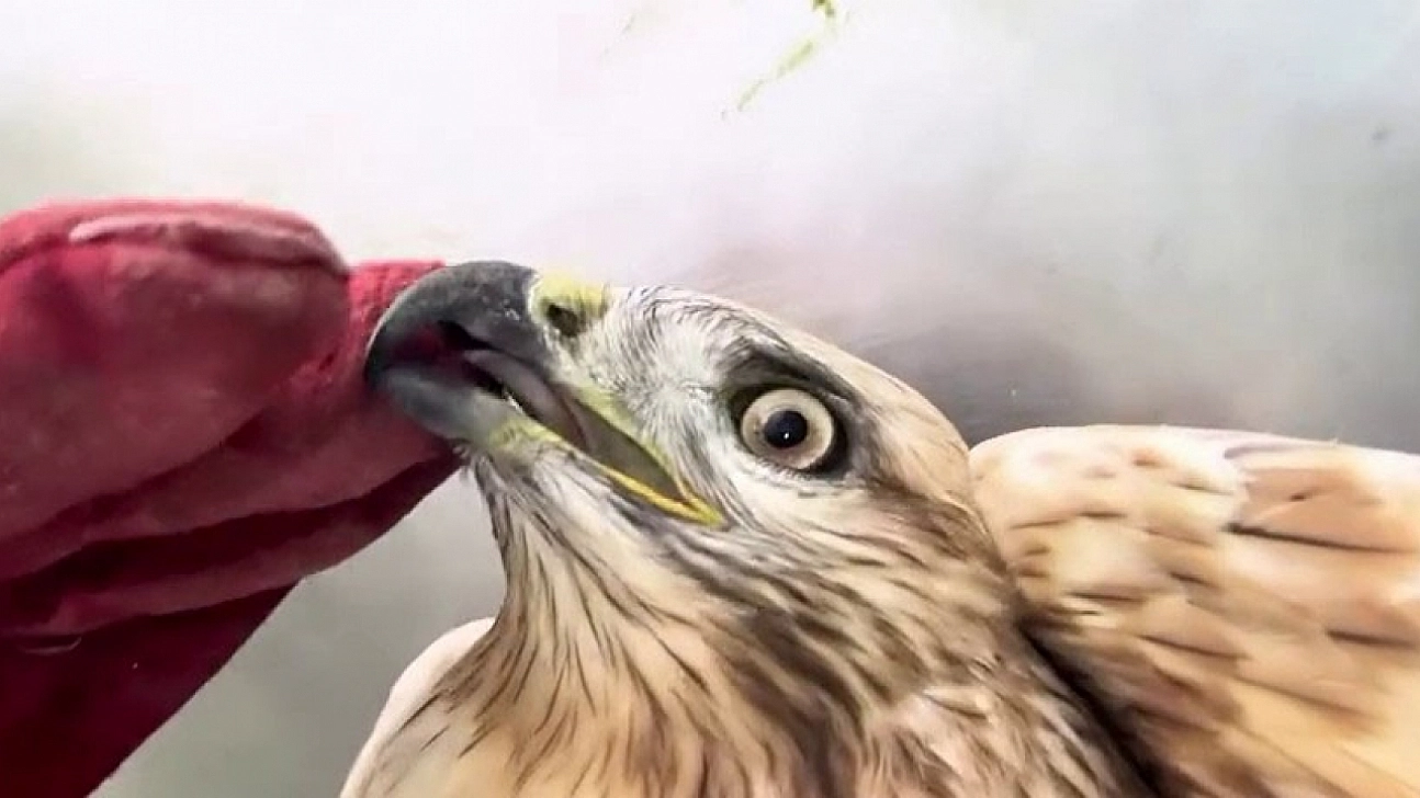 Kızıl şahin doğal yaşam alanına bırakıldı