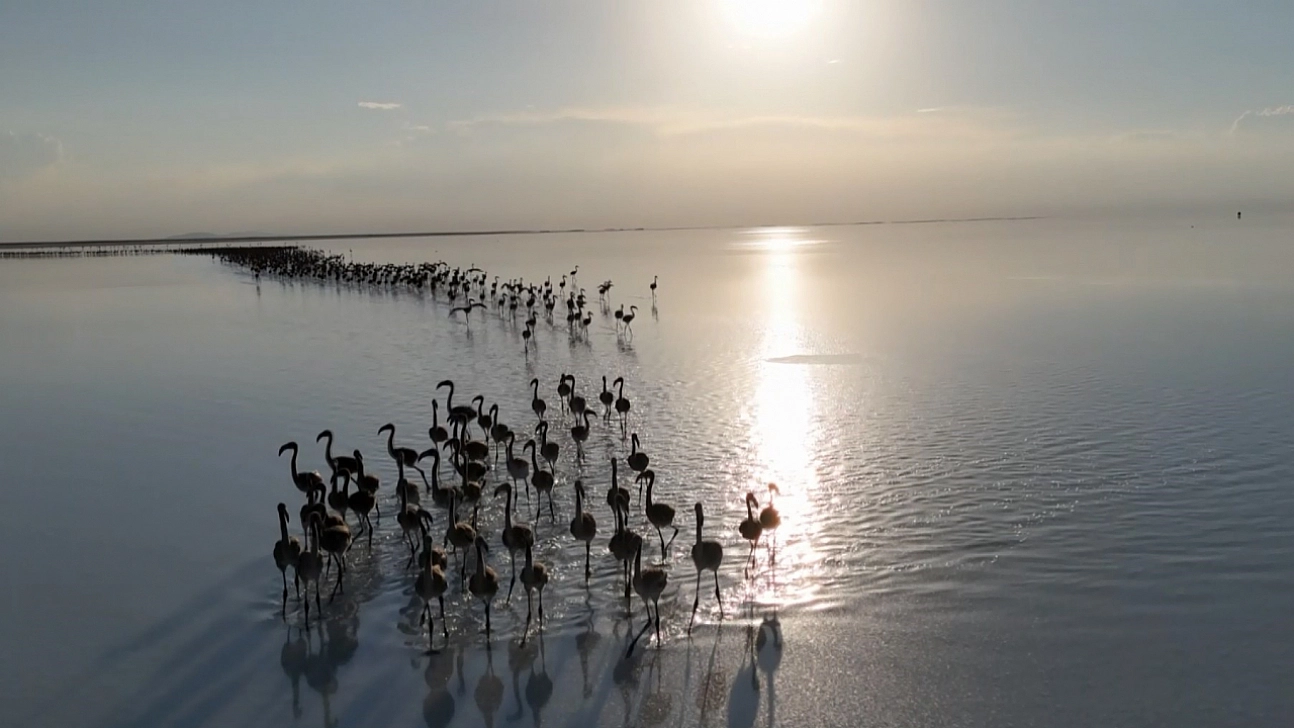 Kuraklık çanları çalıyor, Flamingolar artık gelmiyor