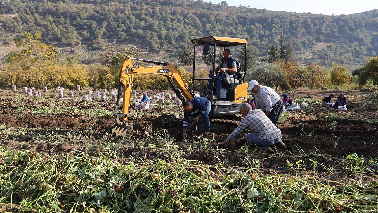Kuraklık nedeniyle verimi yarı yarıya düştü! Son kez hasat yapıldı