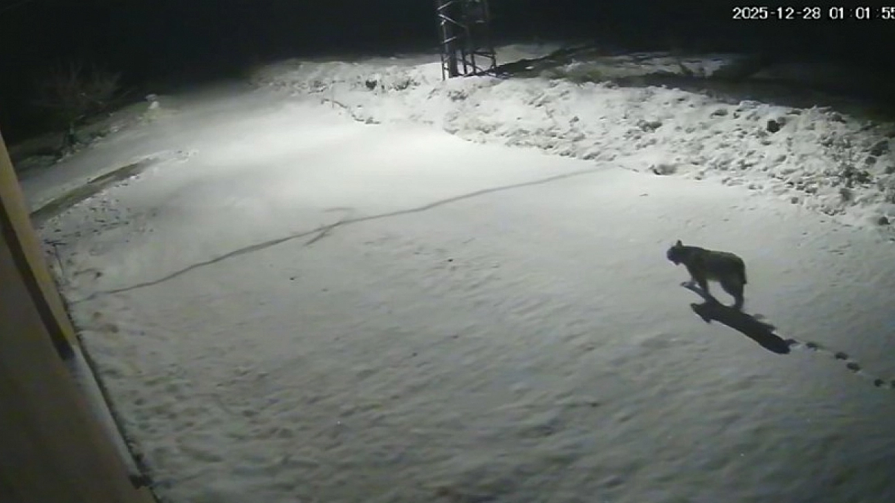 Malatya'da 'vaşak görüntülendi