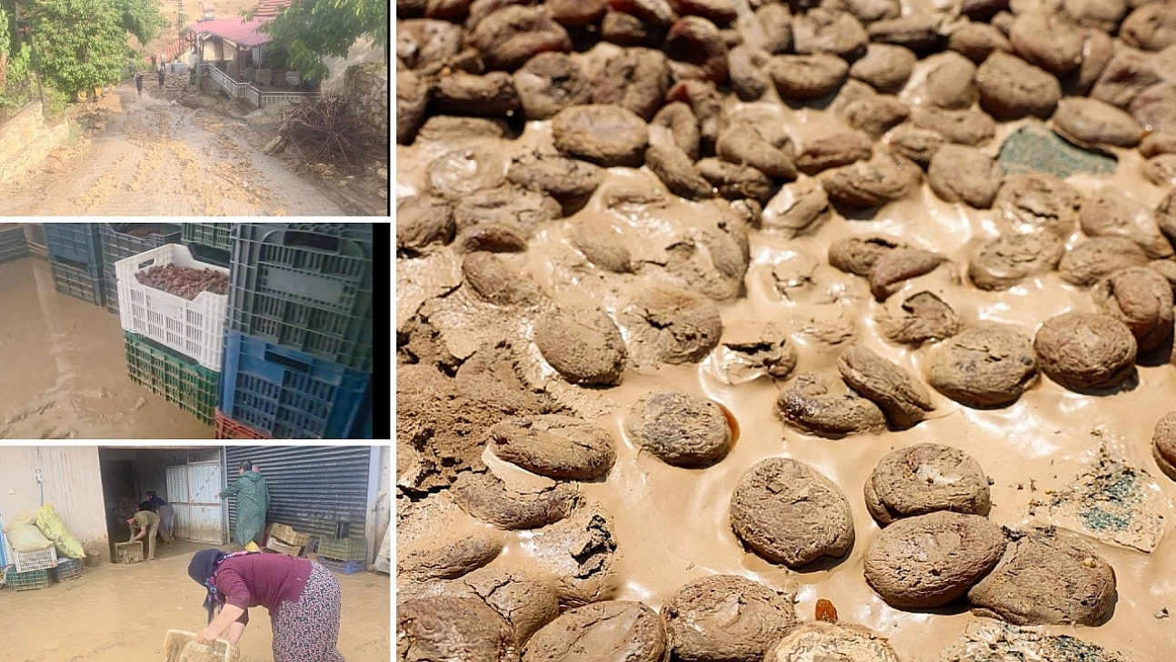 Malatya'da 400 ton kayısı zarar görmüştü: 4 aydır üreticiye destek verilmedi...