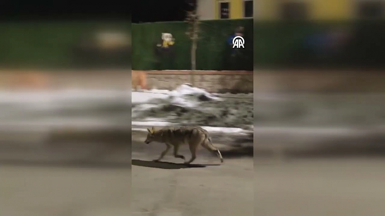 Malatya'da aç kalan kurt yerleşim alanına indi