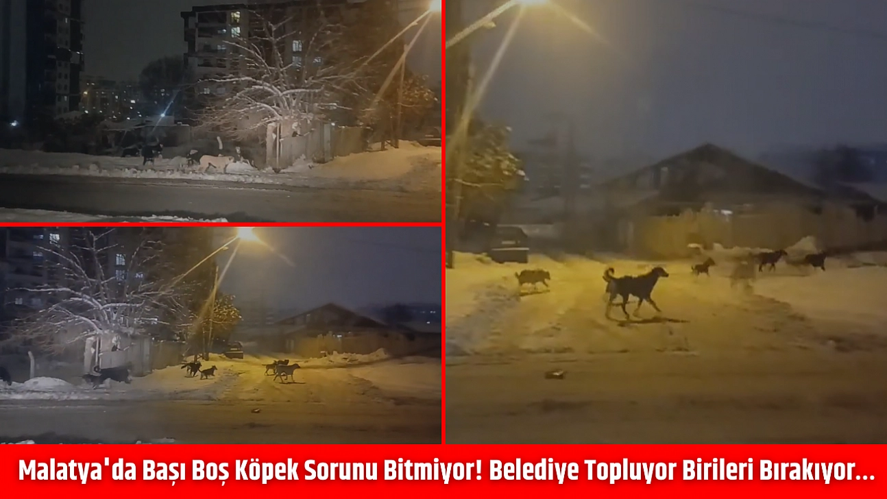 Malatya'da başı boş köpek sorunu bitmiyor! Belediye topluyor birileri bırakıyor…