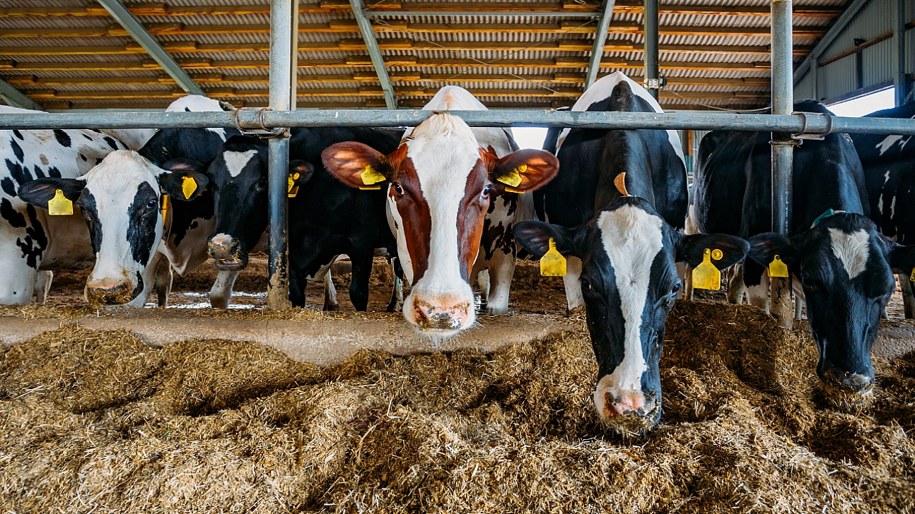 Malatya'da besi OTB'nin üstyapı çalışmaları sürüyor