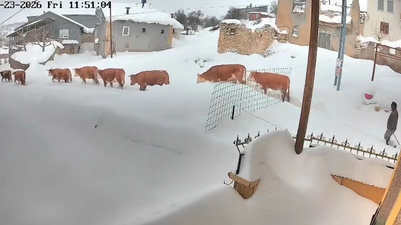 Büyükbaş hayvanların karla imtihanı