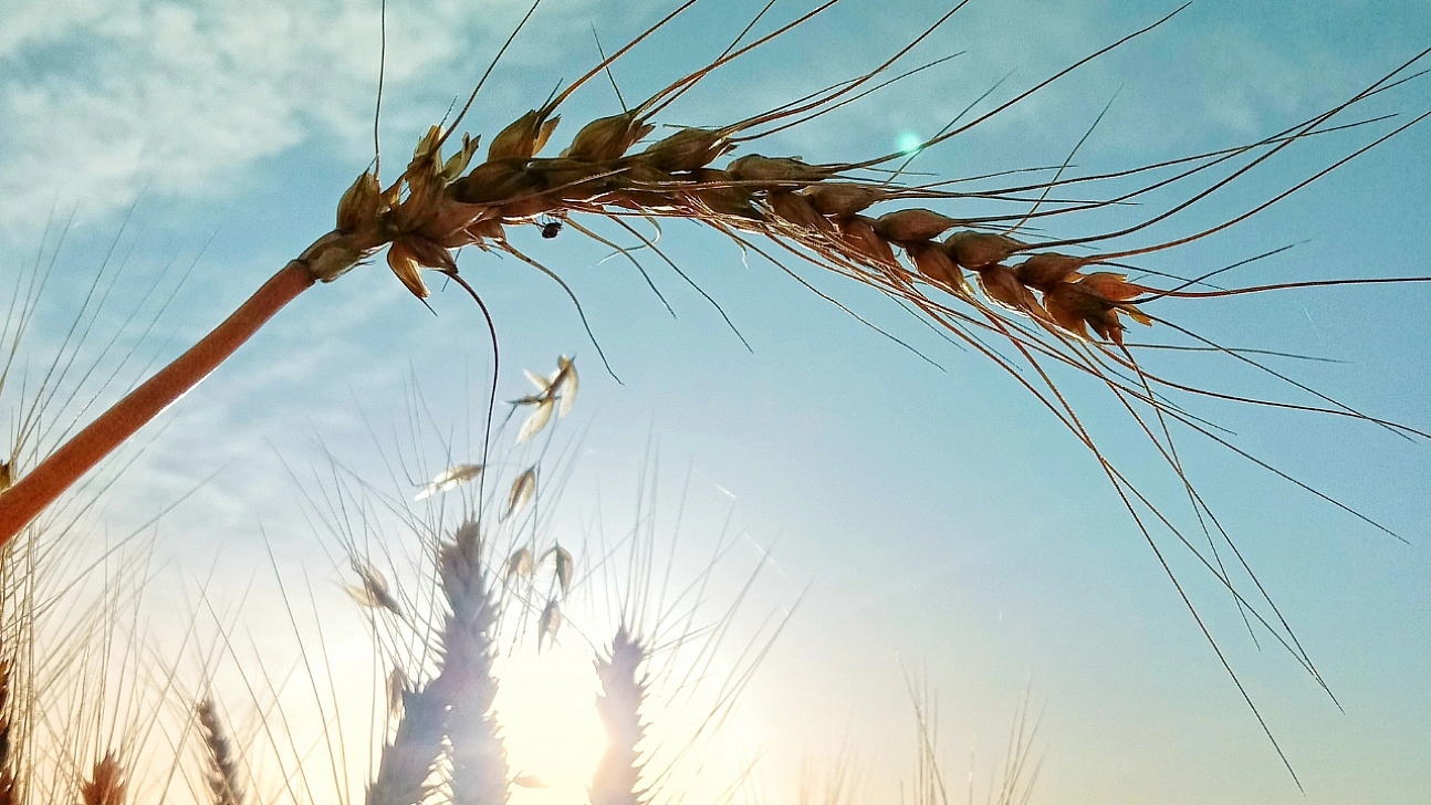 Malatya'da hangi ürüne hibe desteği verilecek? İlçe ilçe açıklandı