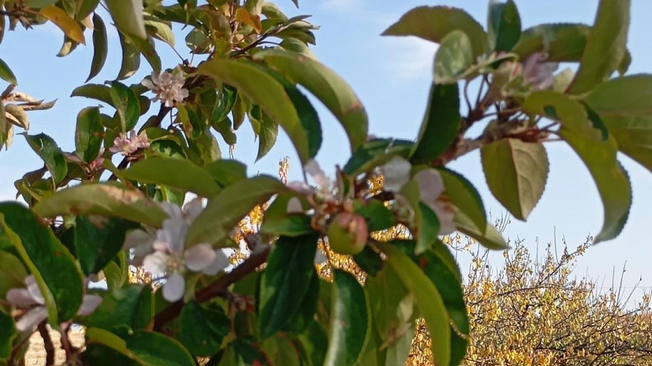 Malatya'da kış ortasında bahar sürprizi: Çiftçiler hayrete düştü!