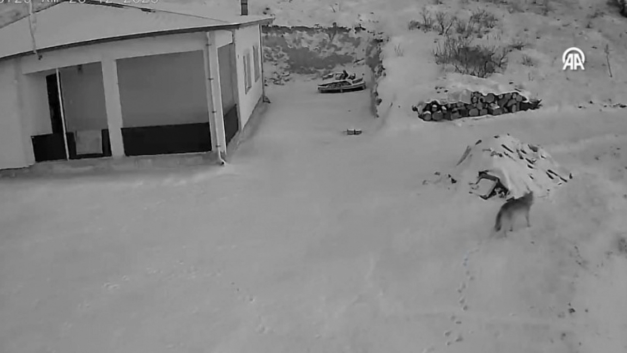 Malatya'da kurt alarmı: Aç kalınca yerleşim yerlerine indi