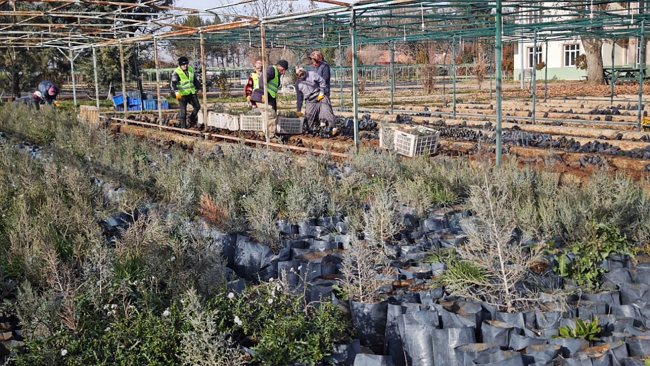 Malatya'dan Orta Asya'ya yeşil köprü |50 bin fidan Türkmenistan yolunda