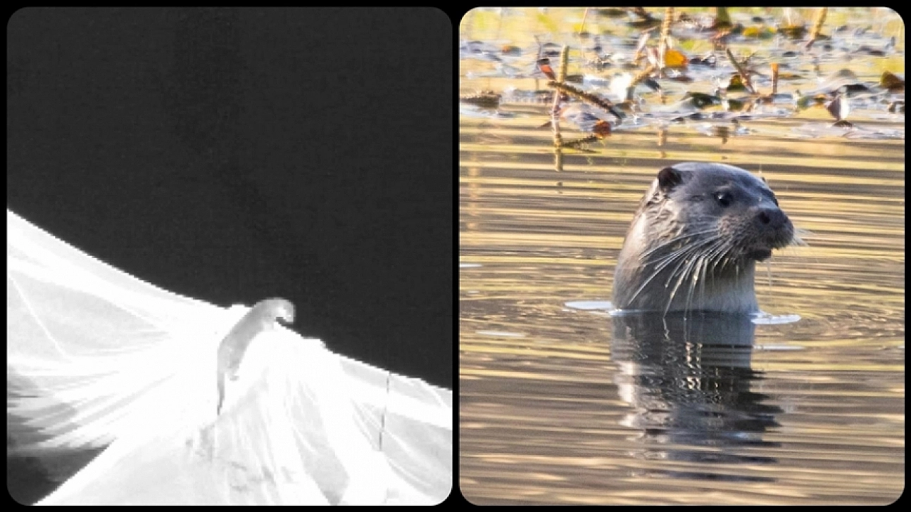 Nesli tehlike altındaydı… Elazığ'da görüntülendi