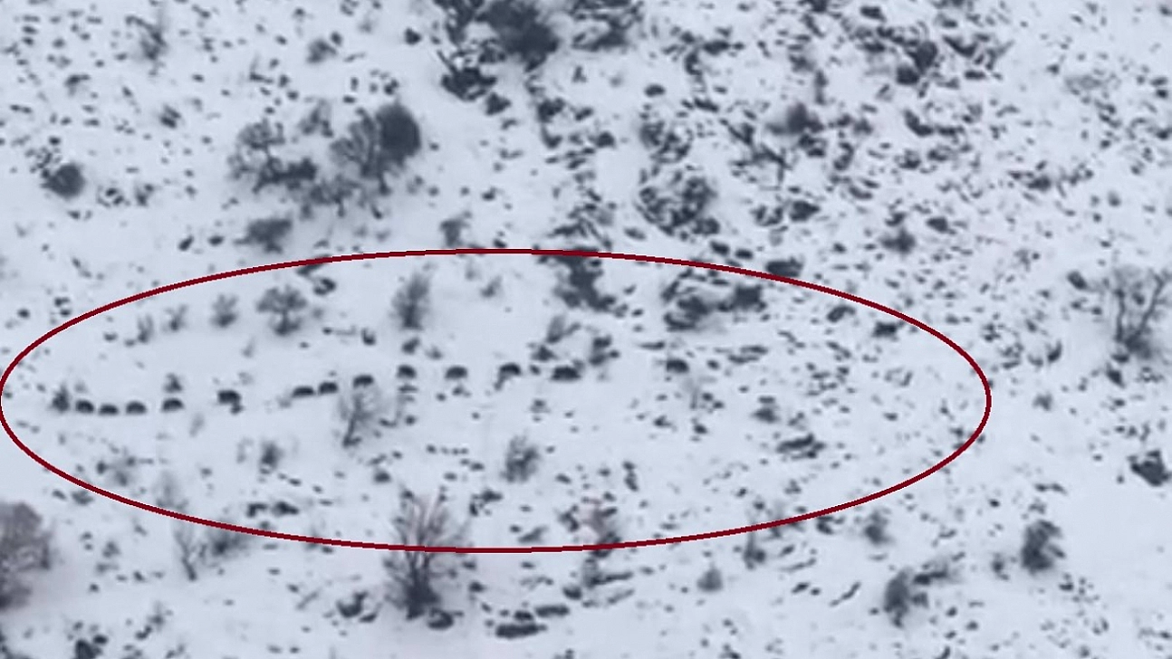 Sürü halinde gezen domuzlar görüntülendi