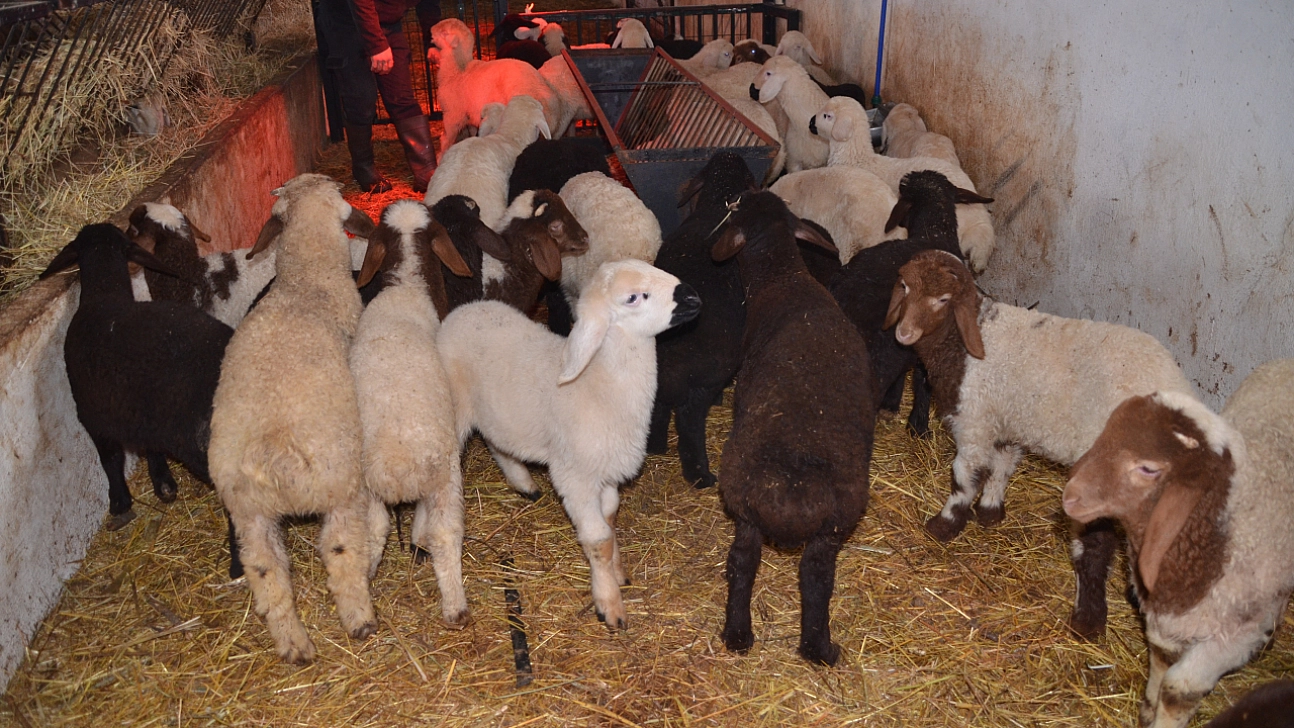 Sütçü koyunlar ilk kuzularını dünyaya getirdi