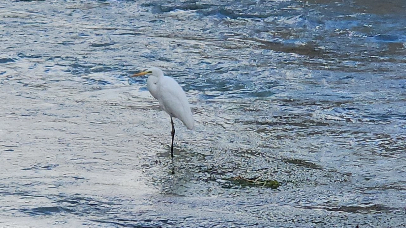 Tohma Çayı'nı mesken tutan balıkçıl kuşu ilgi görüyor