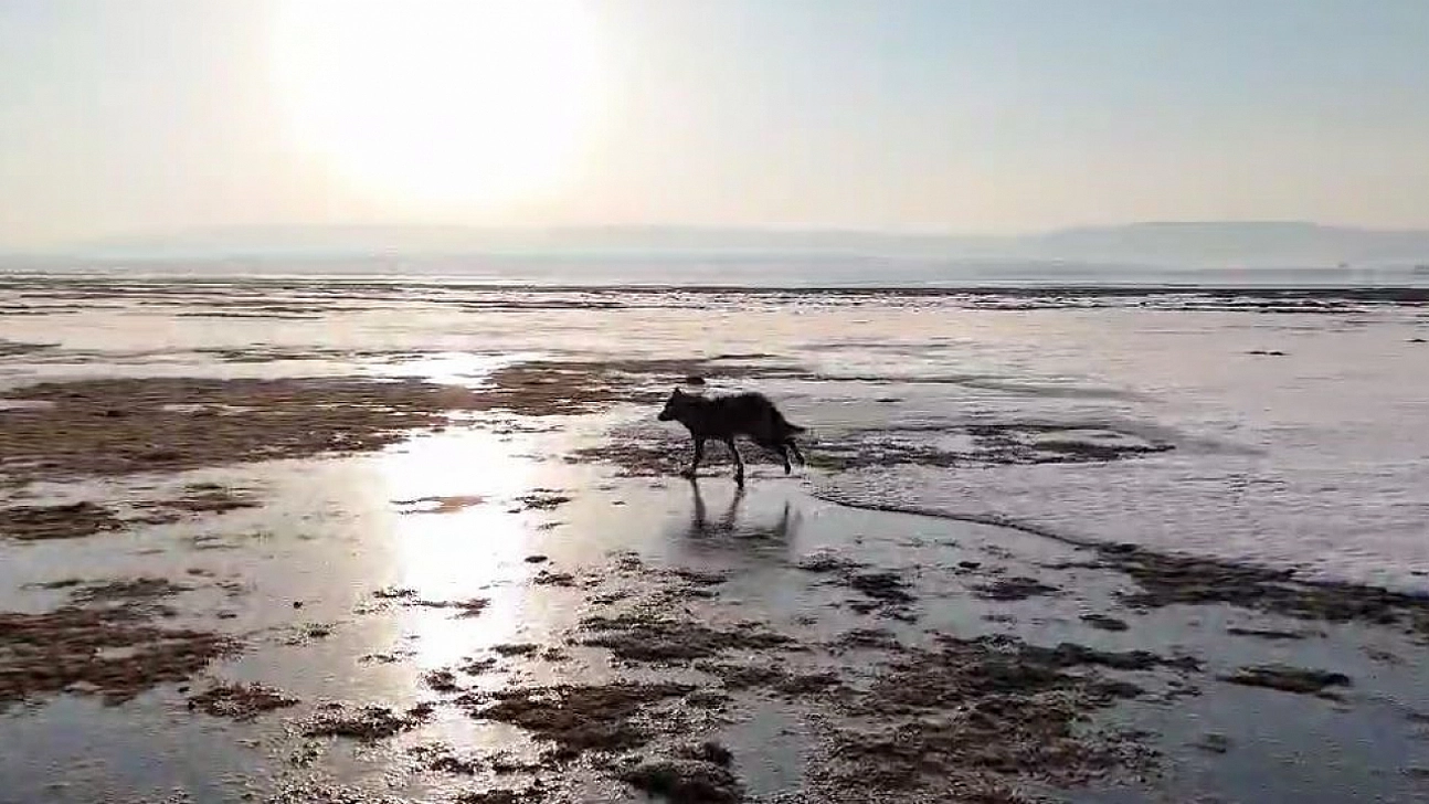 Vatandaş tedirgin: Kurtlar neden yerleşim yerlerine yaklaşıyor?