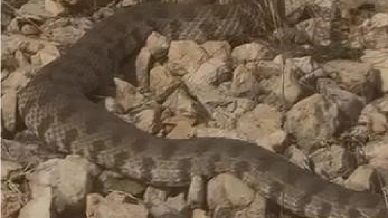 Vatandaşın soğukkanlılığı şaşırttı