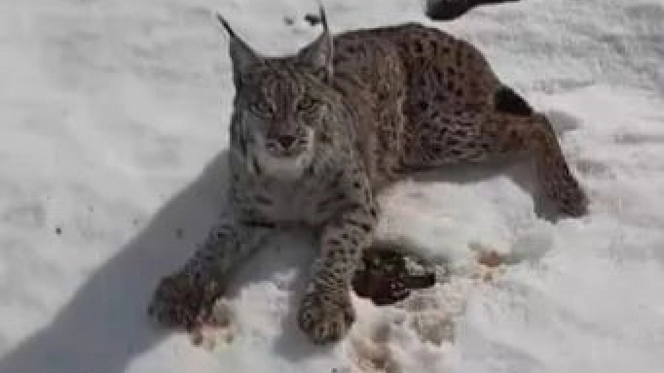 Yaralı vaşağı fark eden tır sürücüsünden örnek davranış