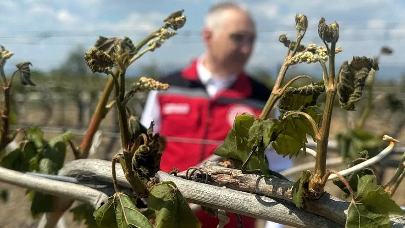 Zirai don ödemeleri Malatya'da çiftçileri mağdur etti! Ödeme alamayanlar mı var?