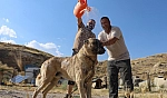 Kangal köpekleri sıcakta ciddi sağlık sorunları yaşayabilir