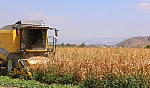 Mısır hasadı başladı