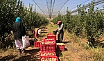 Resmi Gazete'de yayımlandı! 2027 tarım destekleri belli oldu| Malatya'da ürün deseni şekillendi...