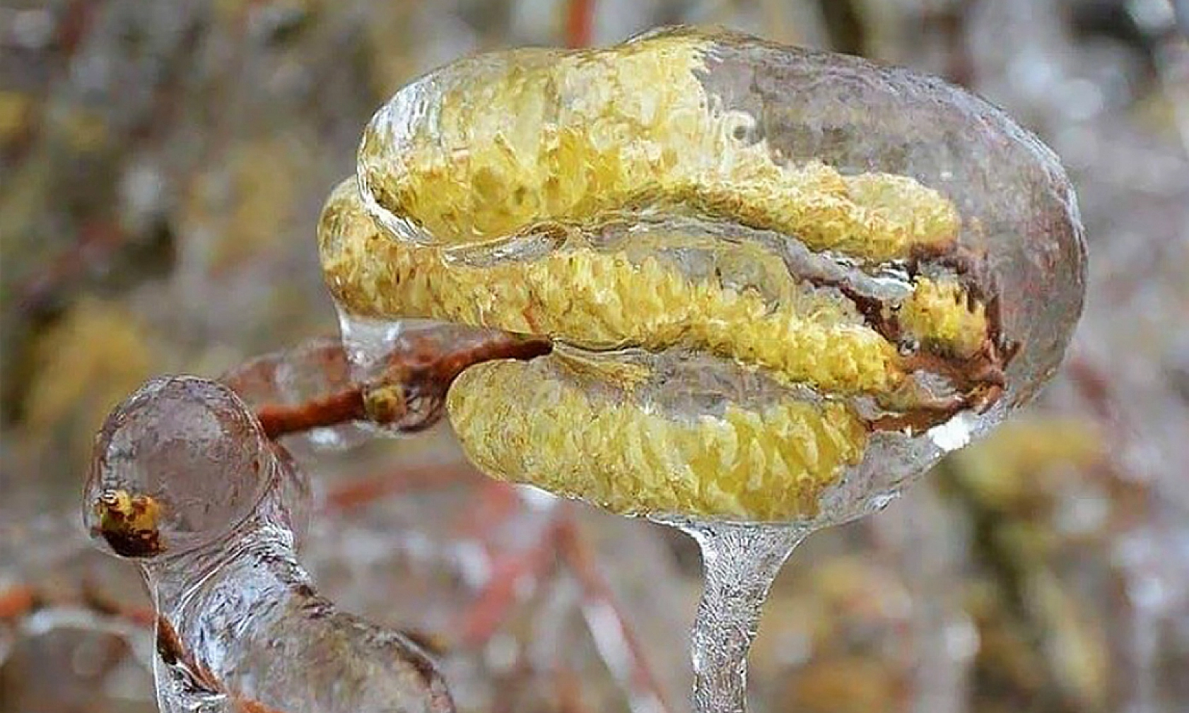 Meteoroloji'den Zirai Don Uyarısı: Malatya, Elazığ, Adıyaman Etkilenecek!
